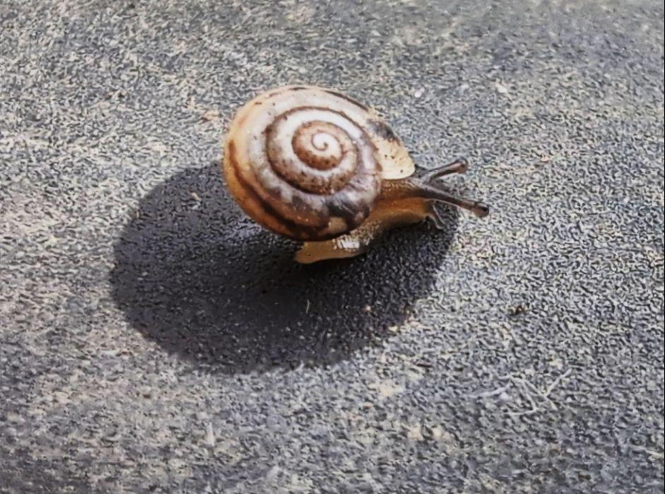 auf einem graugemuscheltem Plastikuntergrund ist eine kleine beigefarbene Gehäuseschnecke mit dunkelbraunen Bereichen auf dem Gehäuse.
Um die Schnecke herum ist die Plastik in einem Kreis dunkel gefärbt von der austretenden Flüssigkeit, vermnutlich nachdem die Schnecke "sich geöffnet hat" zum Loskriechen. Die Fühler sind bereits zu sehen und ein Teil des Körpers.