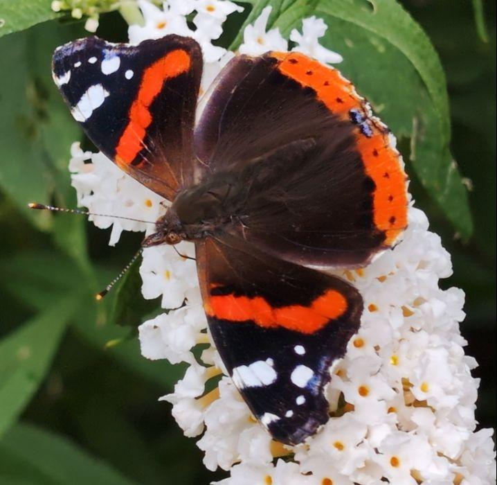 Ein Admiral von oben fotografiert mit voll aufgeklappten Flügeln sitzt auf einer weißen Schmetterlingsfliederblüte.
Die tiefschwarzen Spitzen der Vorderflügel tragen einen großen weißen Balken und mehrere kleine weiße Flecken. Daran schließt sich ein orangeroter Streifen an, danach sind die Vorderflügel dunkelbraunDie Hinterflügel sind dunkelbraun gefärbt und tragen eine breite orangerote Binde am Flügelaußenrand. In dieser verläuft in der Mitte eine schwarze Punktreihe und im Hinterwinkel ein länglicher blauer Fleck. Am äußersten Rand aller vier Flügel verläuft eine sehr dünne weiße Linie, die kurz durch schwarze Punkte unterbrochen wird.
Der Körper sieht puschelig braun aus.
Die Fühler sind lang, schwarz-weiß  wie eine Punkt-Punkt-Linie gestrichelt. Oben ist ein längerer schwarzer Streifen und am Ende ein weißer Punkt wie zwei Augen.