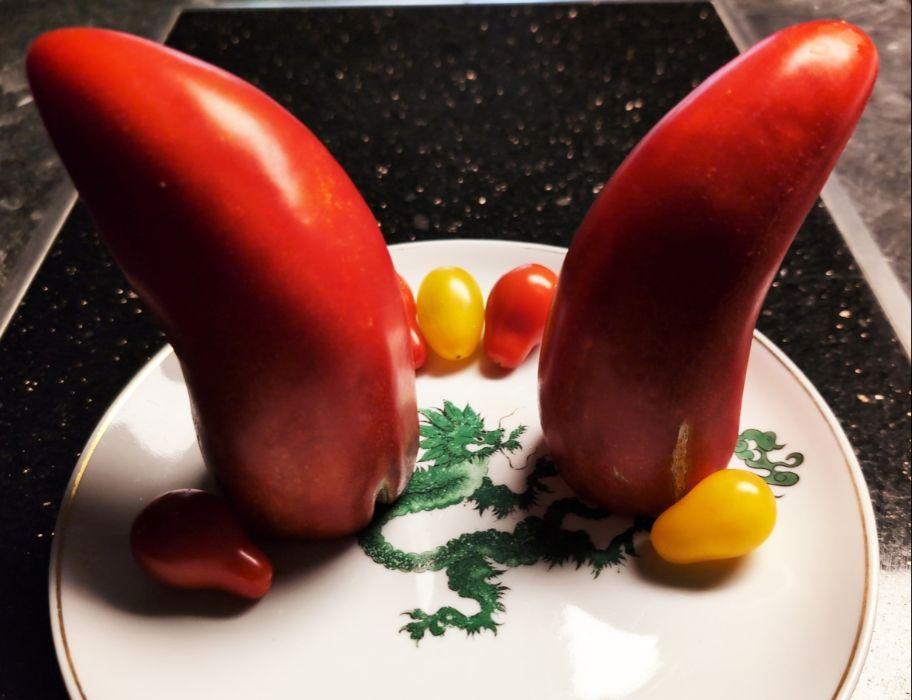 auf einem weißen Teller mit einem schmalen Goldrand ist ein handgemalter grüner Drache, zum Teil verdeckt durch diverse Tomaten.
Zwei rote Tomaten sind recht groß, sie sind unten am Stielansatz abgeschnitten worden, damit die aufrecht stehen und sehen nun aus wie zwei länglich, am Ende gebogene Zipelmützen. Sie stehen einander zugewandt rechts und links auf dem Teller. Links neben der linken "Roten Spitzel" (das ist die Tomatensorte) liegt eine ziemlich klein wirkende rote Tomate in Form einer Birne ("Sibirisches Birnchen"). Rechts neben der rechten großen "Roten Spitzel" liegt eine kleine gelbe Tomate, ebenfalls wie eine Birne aussehend, aber das sollte ein "Gelbes Würmchen" sein.
Hinten auf dem Teller liegen noch eine kleine gelbe und eine rote kleine Tomate, ebenfalls Würmchen und Birnchen.
