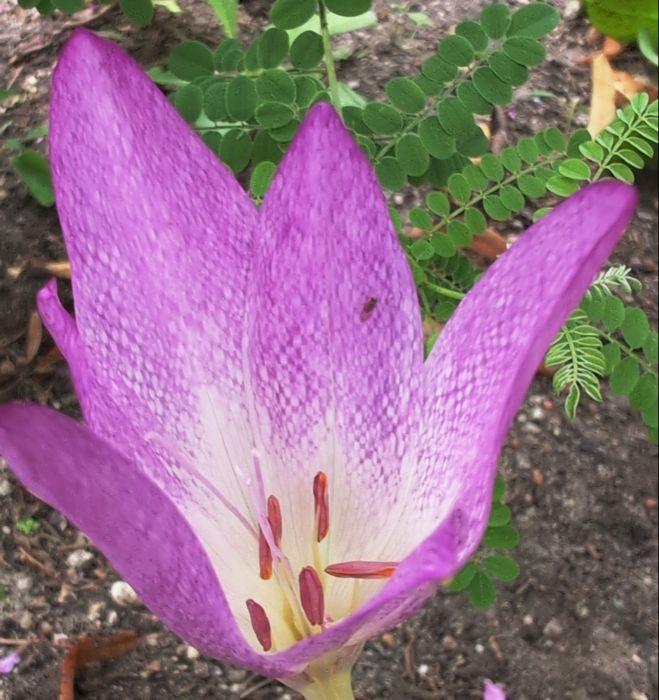 eine Blüte einer Herbstzeitlosen in hellviolett an den Blütenspitzen und allmählich ins Weiße übergehend zur Blütenmitte nach unten. Die Blütenblätter sehen im mittleren Bereich fast wie schraffiert aus.
Die Blüten enden in einer langen Blütenröhre. Sie sind noch nicht ganz geöffnet und bilden deswegen einen nach oben geöffneten breiten Trichter. Dort sind die dunkellilafarbenen Staubbeutel zu sehen.