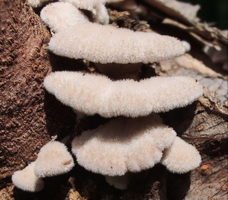 an einem braunen, rauhen Holz sind drei flache, wie Überdachungen aussehende, geschwungene, vorn nach unten etwas gerundete Baumpilze. Sie sind cremeweiß und sehen plüschig aus, wie neues Frottee.