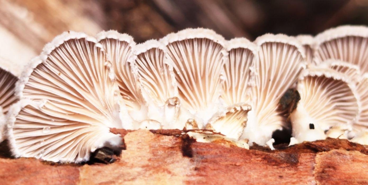 viele Baumpilze in einer Reihe auf braunem und hellbraunem Holz von unten fotografiert.
Bei jedem Pilz ist der Rand gerundet und wirkt wie Frottee, alle Lamellen gehen strahlenförmig vom Ansatz zum Rand hin.
Durch die Falten ergeben sich wunderschöne Muster in weiß, mittelbraun, beige.