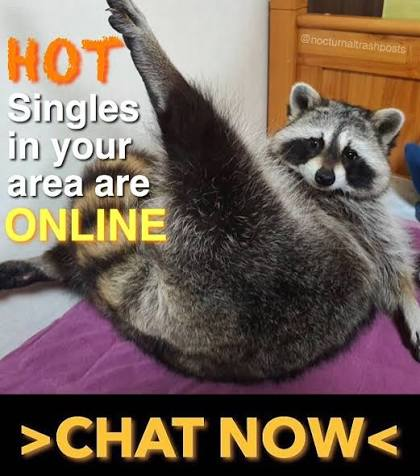 Parody of an online ad. Pictured is a raccoon on a bed, seemingly eroticly stretching its legs and looking at the camera. The caption on the image says "Hot singles in your area are online, CHAT NOW"
